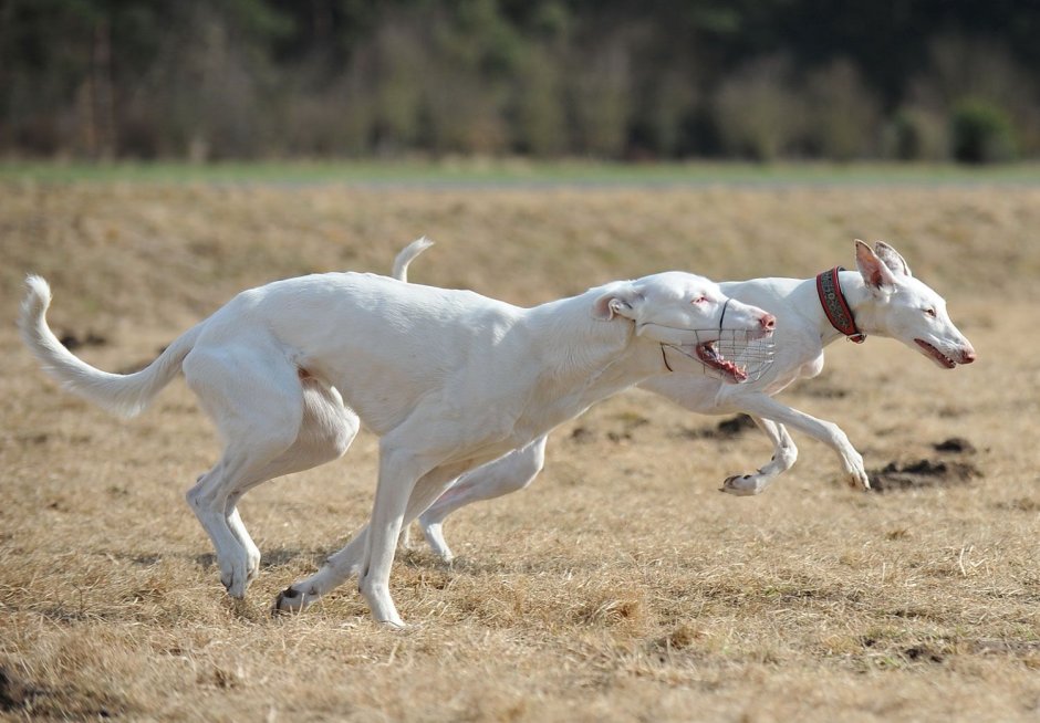 Испанская борзая Поденко ибиценко