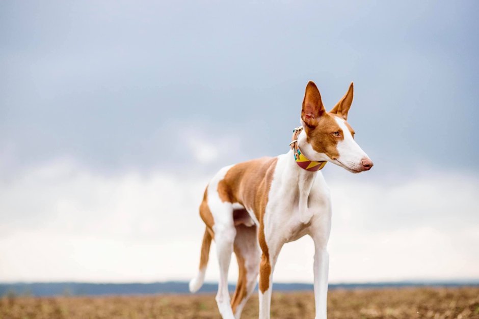 Андалузский Поденко