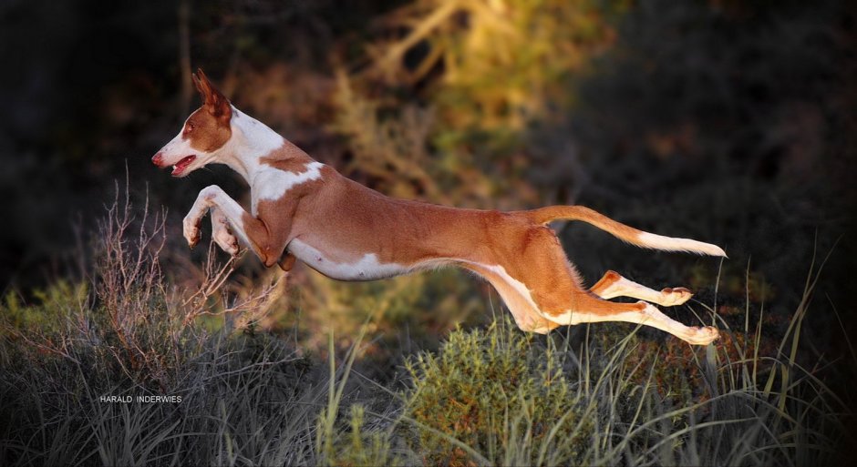 Поденко ибиценко порода