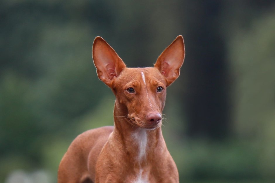 Поденко ибиценко альбинос