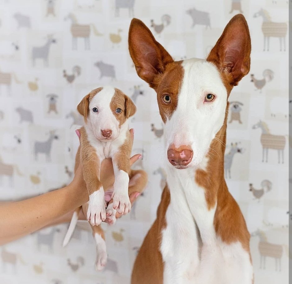 Поденко ибиценко гончая