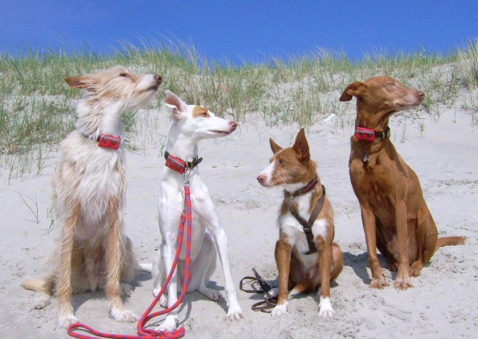 Собака с длинными стоячими ушами и длинным хвостом