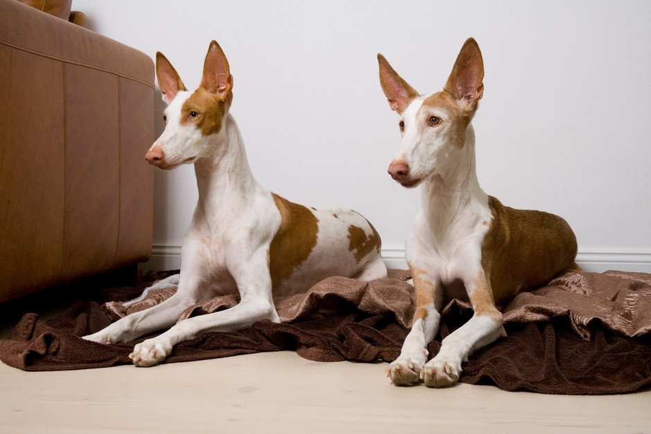 Поденко ибиценко и Фараонова собака