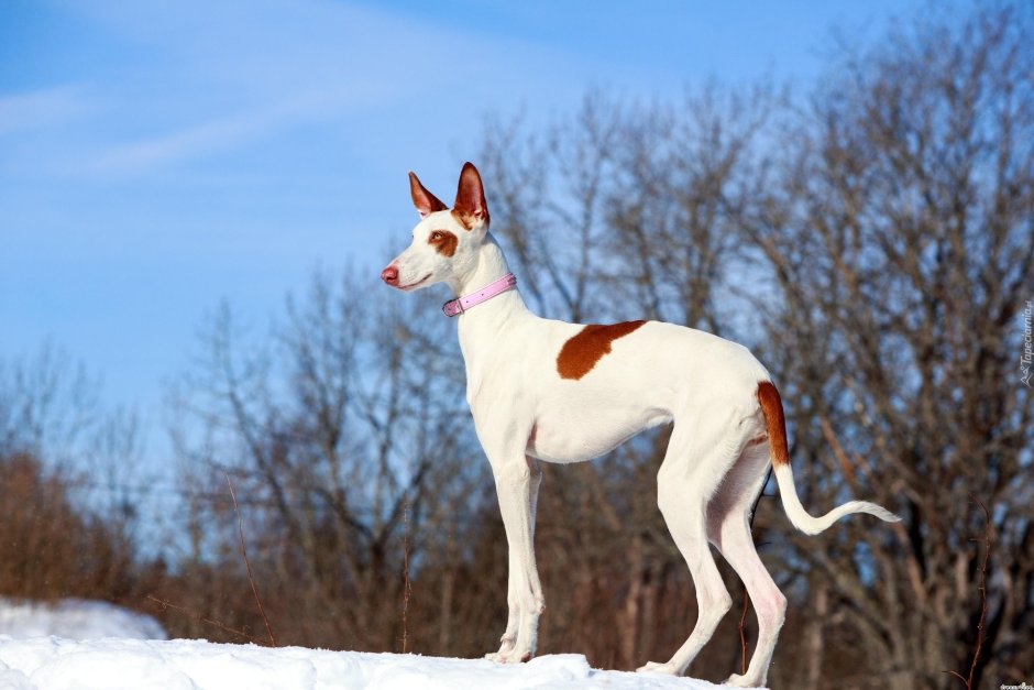Поденко ибиценко