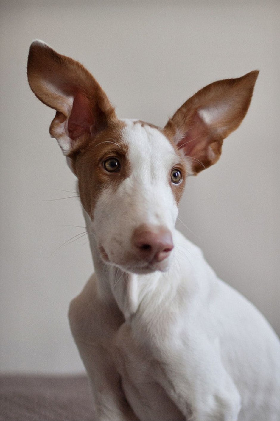 Собака Ибица