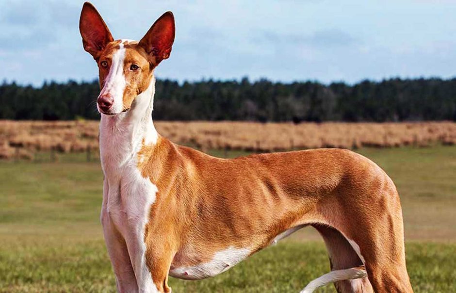 Поденко монета Википедия