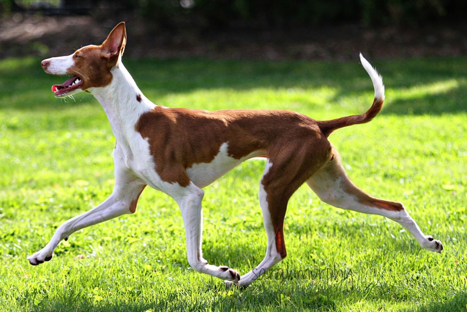 Ивисская борзая Поденко ибиценко