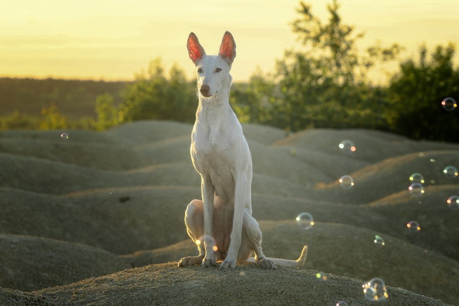 Поденко ибиценко с человеком