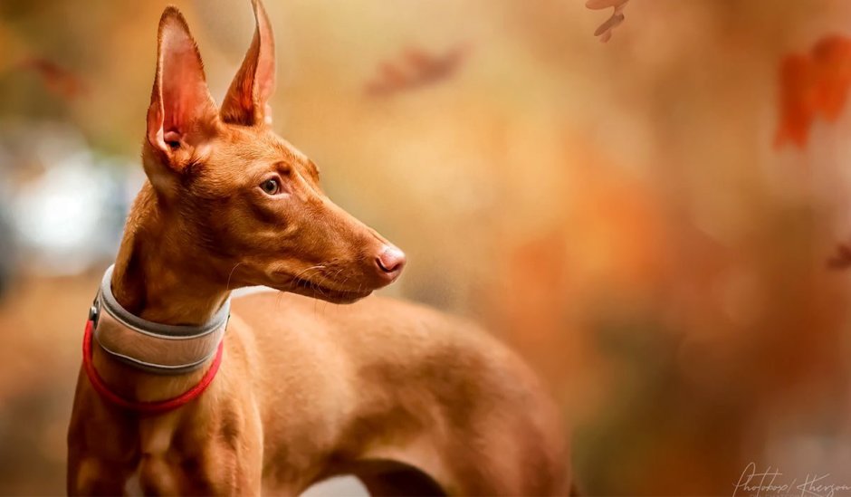 Поденко ибиценко