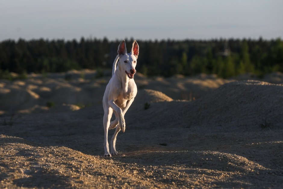 Андрей Поденко