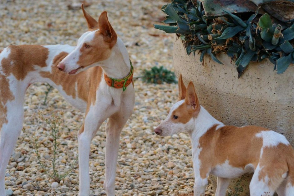 Собака Поденко ибиценко