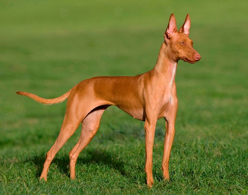 Породы собак со стоячими ушами