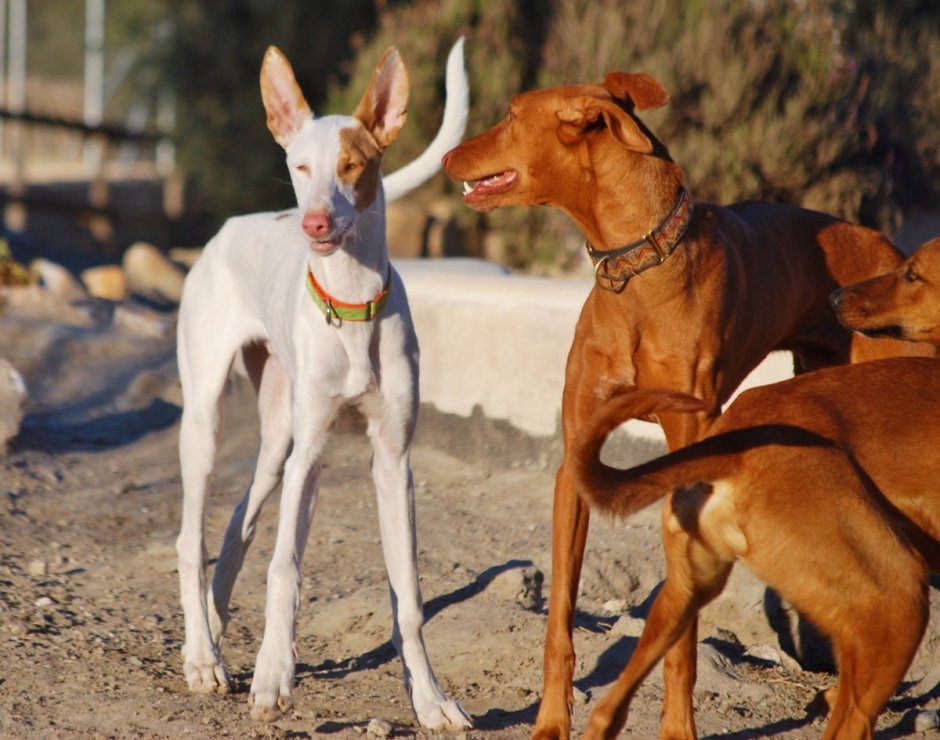 Поденко ибиценко окрасы