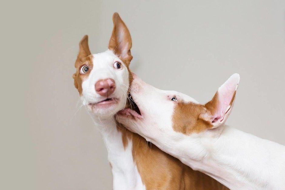 Поденко ибиценко порода