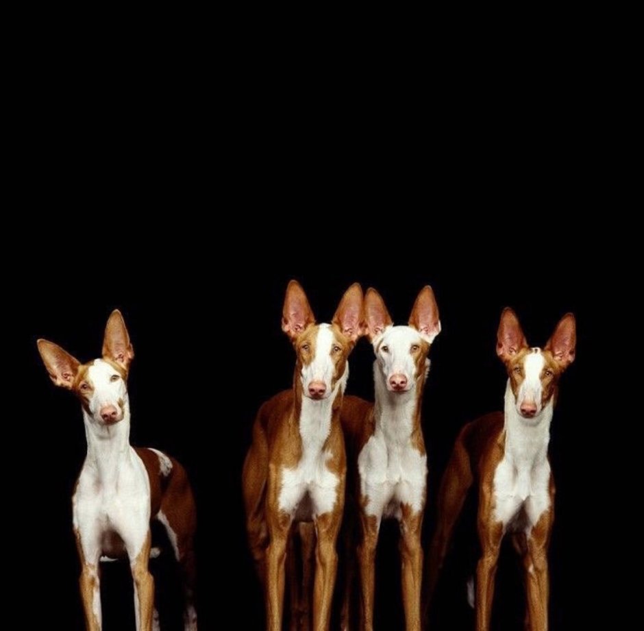 Собака бежит рысью