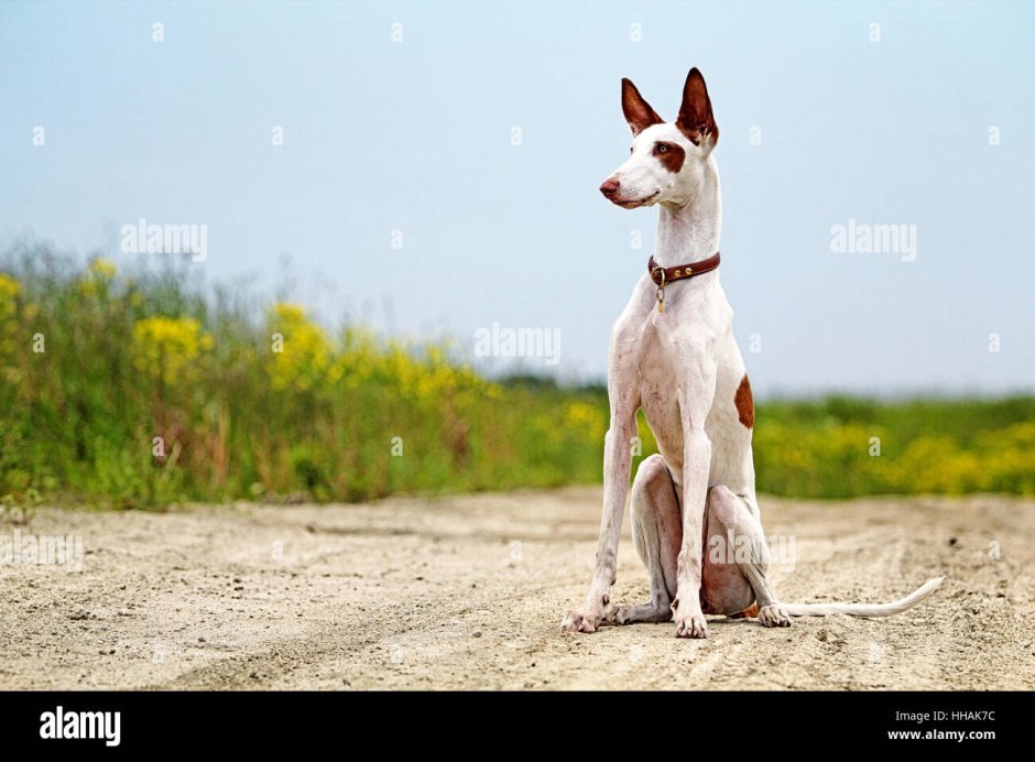 Поденко ибиценко гончая