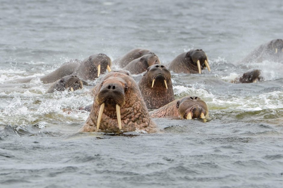 Моржи в Баренцевом море
