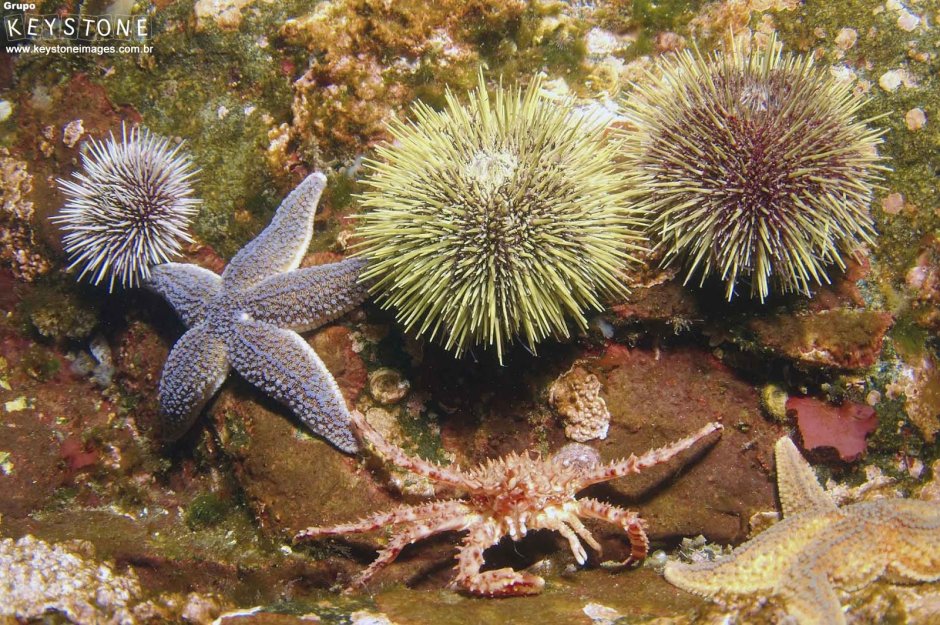 Морской еж Баренцева моря