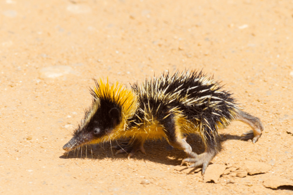 Полосатый тенрек (Hemicentetes semispinosus)