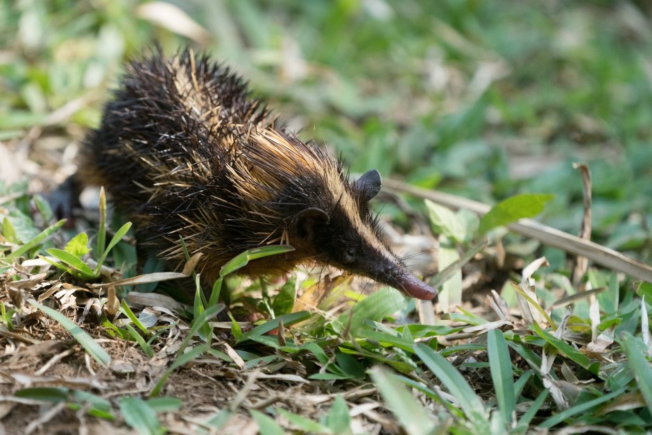 Tenrec ecaudatus