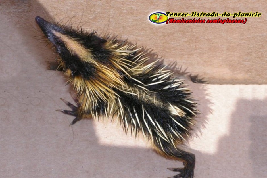 Lowland streaked Tenrec