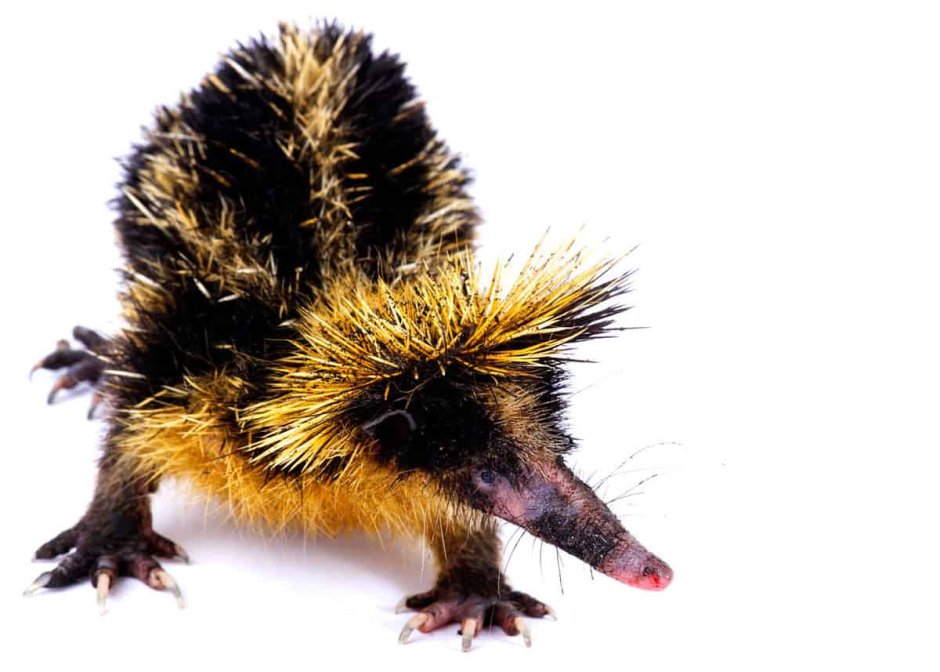 Полосатый тенрек (Hemicentetes semispinosus)