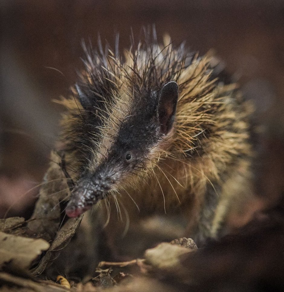 Lowland streaked Tenrec