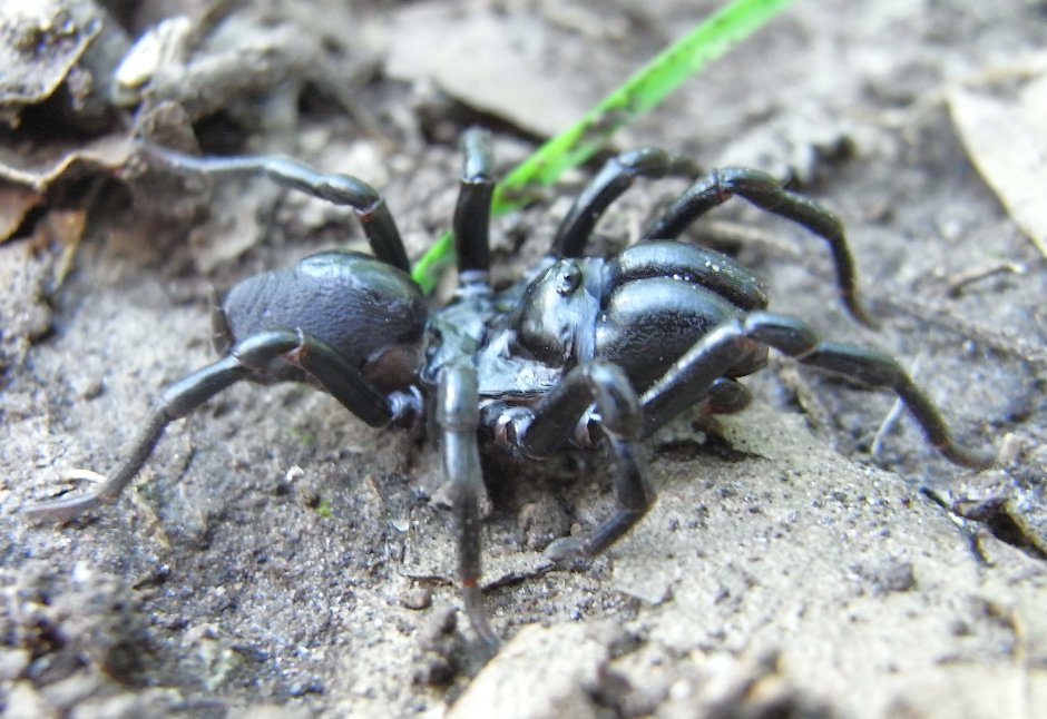 Паук-землекоп Atypus Medius