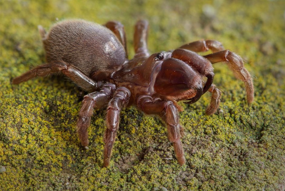 Atypus Magnus