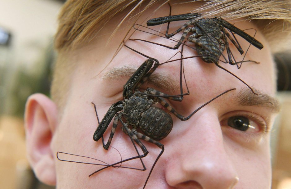 Сумчатый Крот (Notoryctes Typhlops)