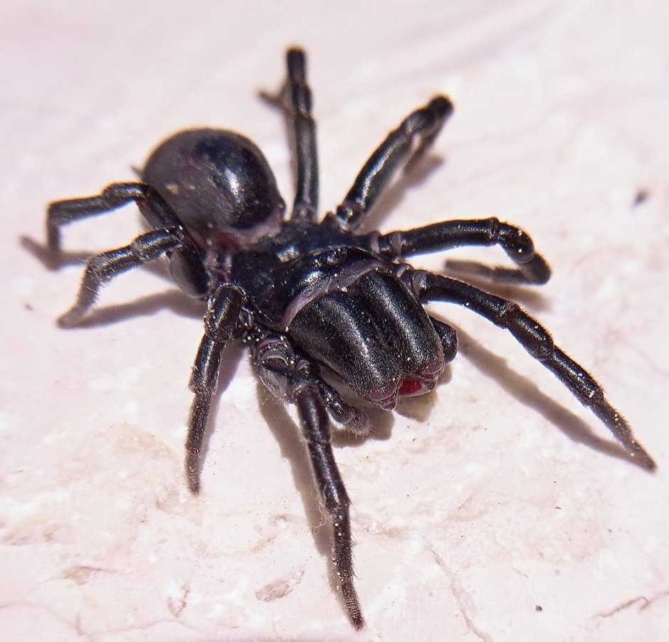 Atypus muralis