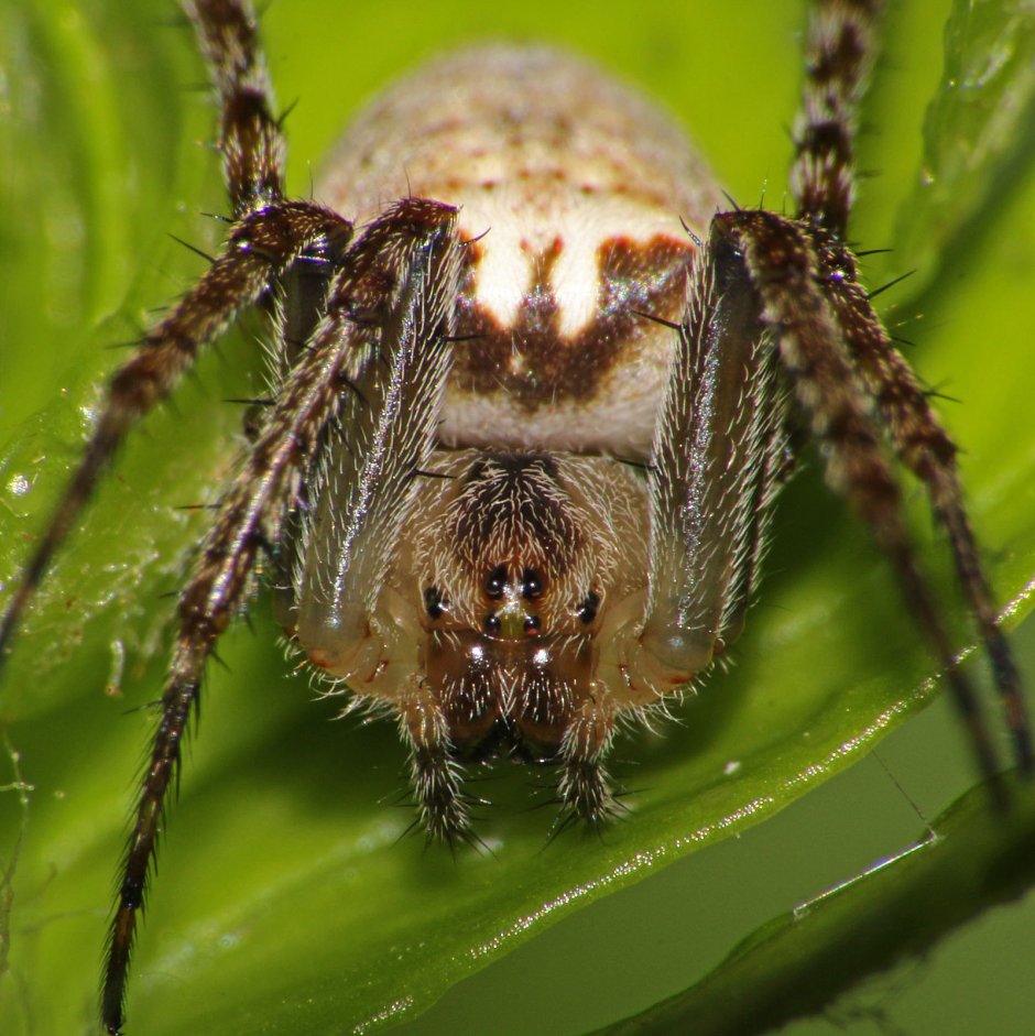 Atypus паук