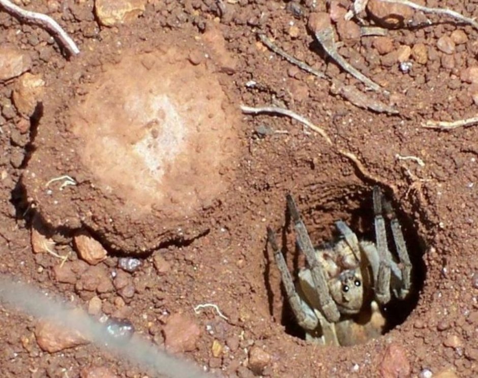 Missulena occatoria