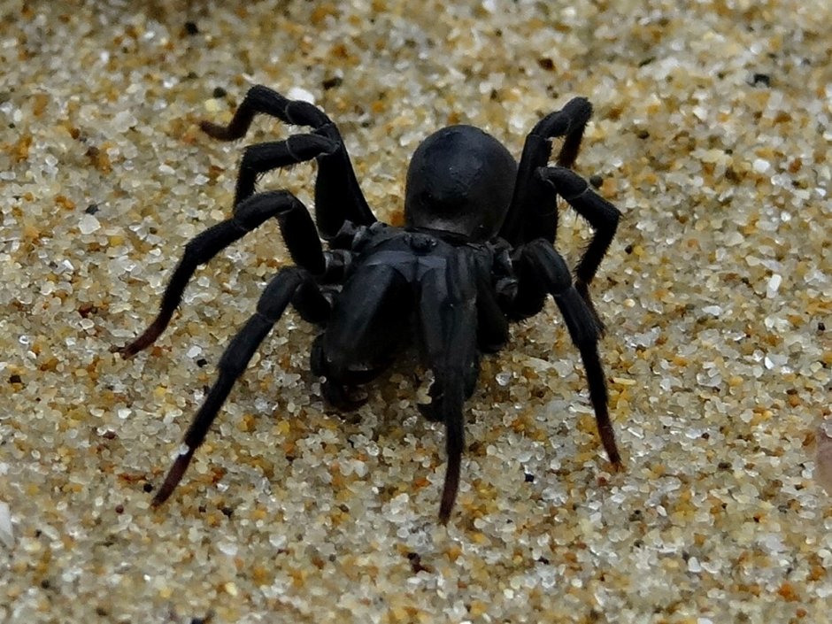 Паук-землекоп Atypus Medius