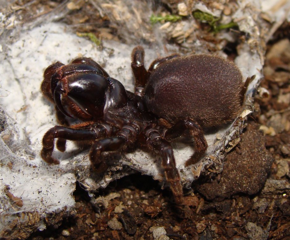 Нора Atypus piceus