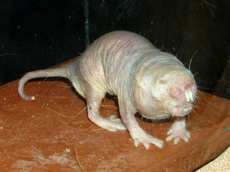 Паук Loxosceles reclusa