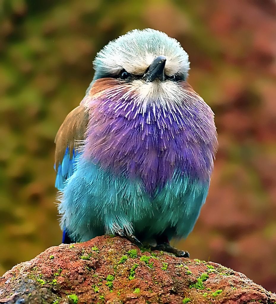 Птицы Африки Тукан