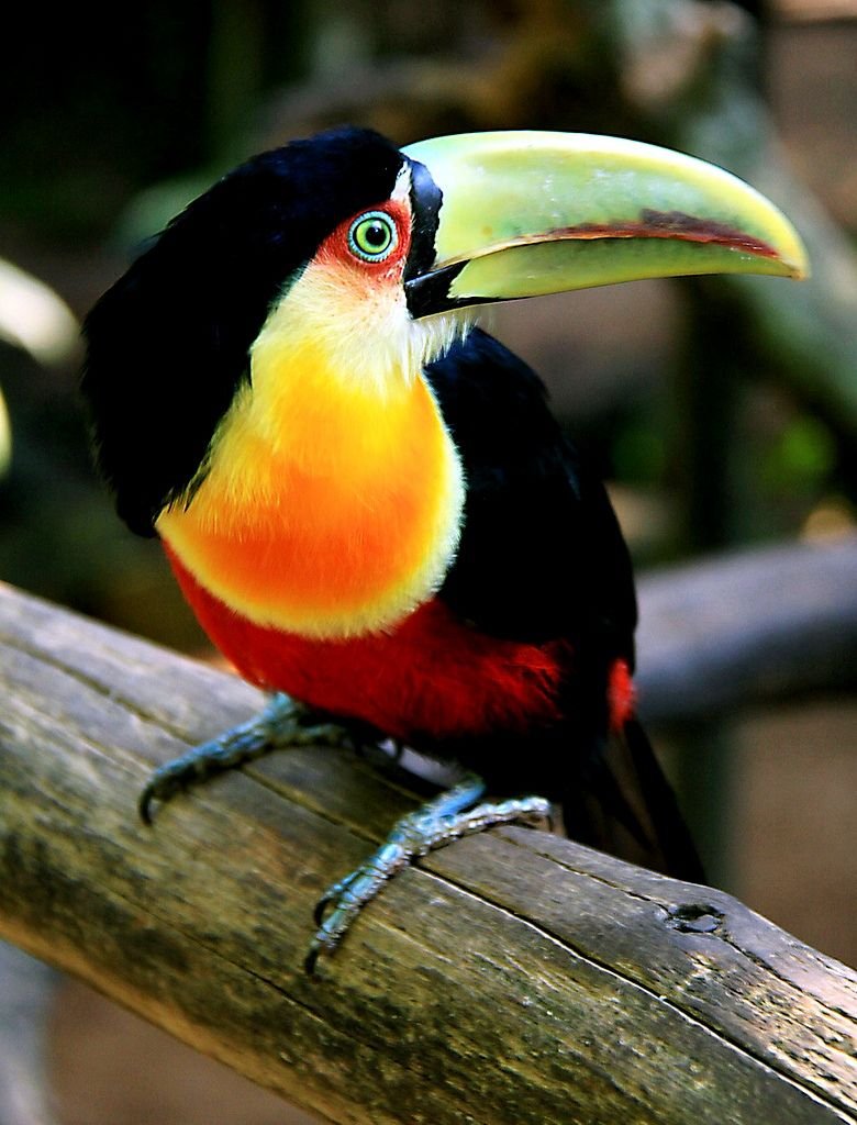 Птица Шона Грассера