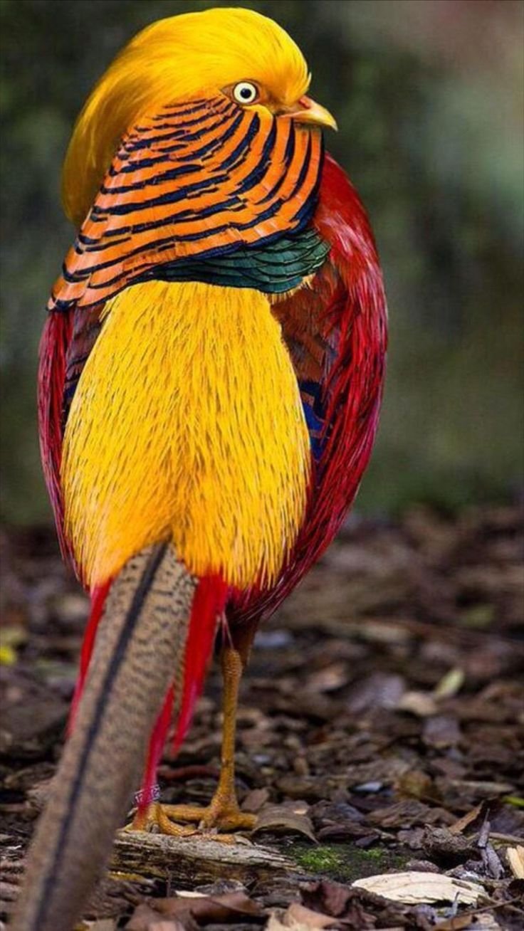 Золотой фазан