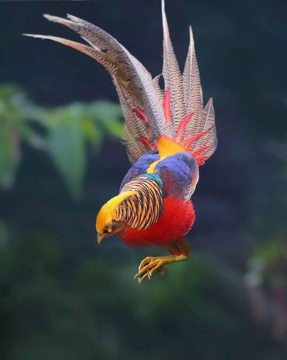 Павлин в полете