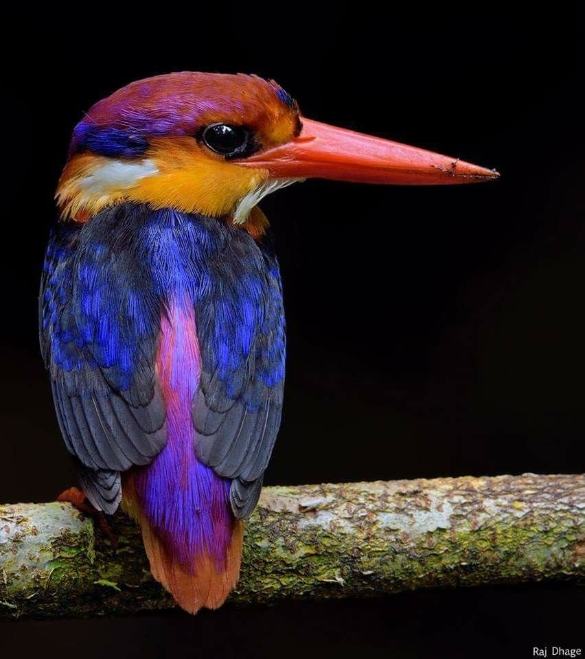 Кубинский Тоди птица фото