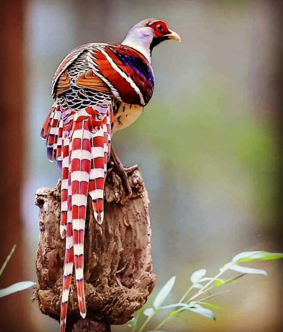 Пёстрый фазан Эллиота / Syrmaticus Ellioti