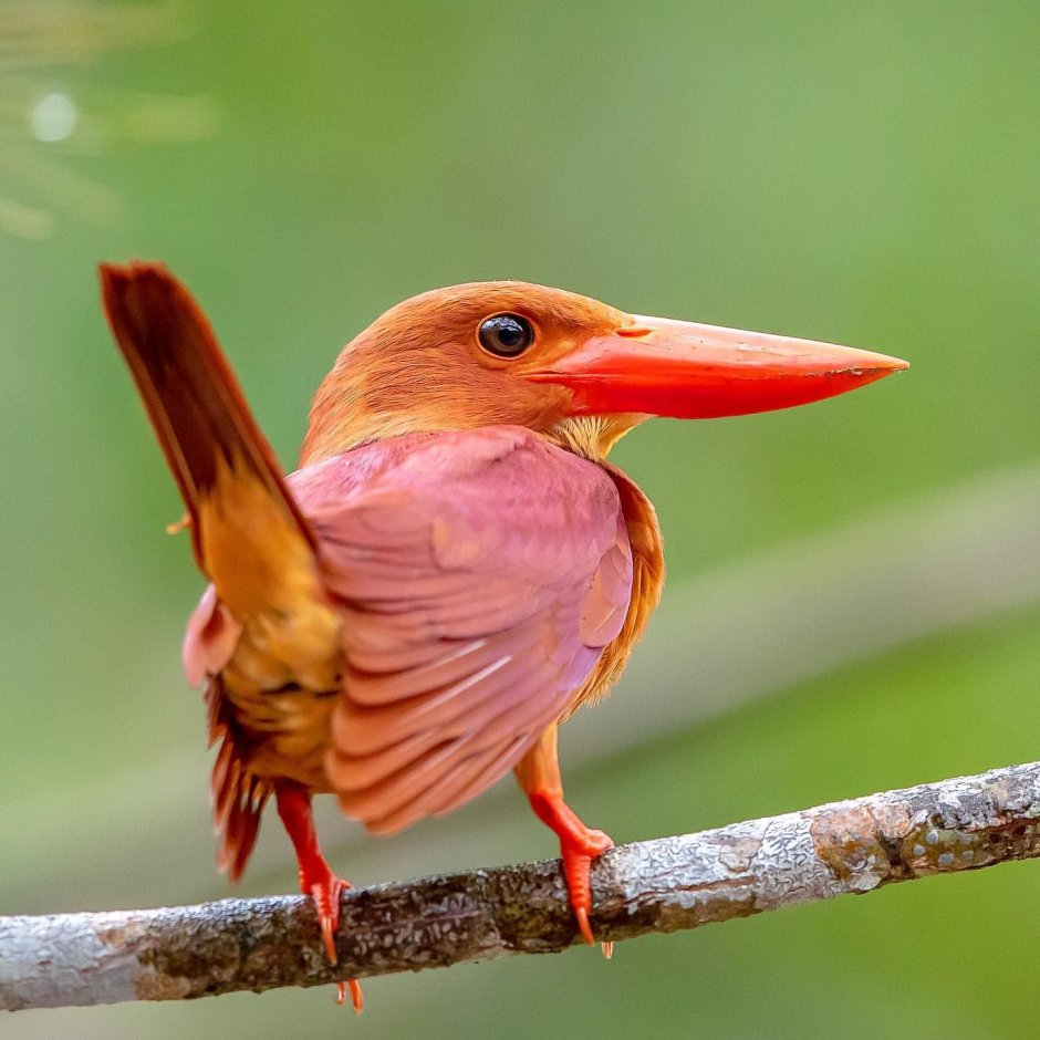 Рыжий Зимородок