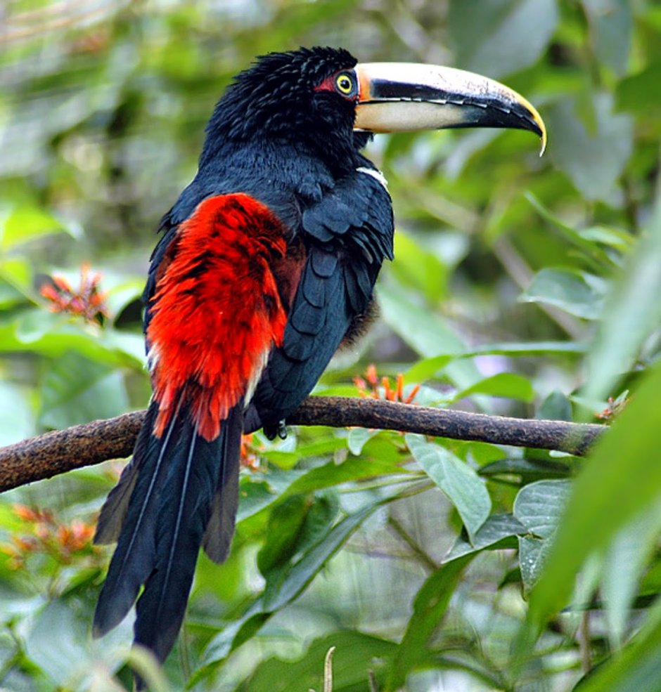 Буроухий арасари