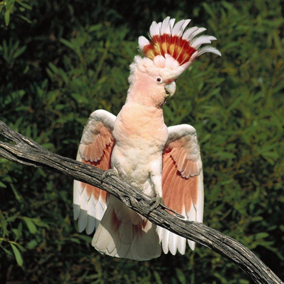 Квезаль Священная птица Майя