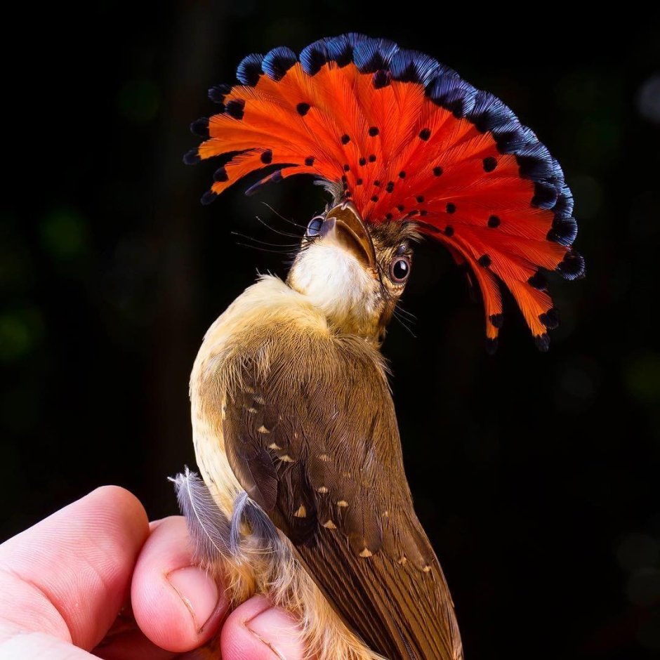 Изумрудный Тукан