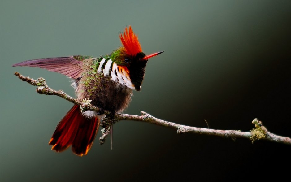 Бородатая птица