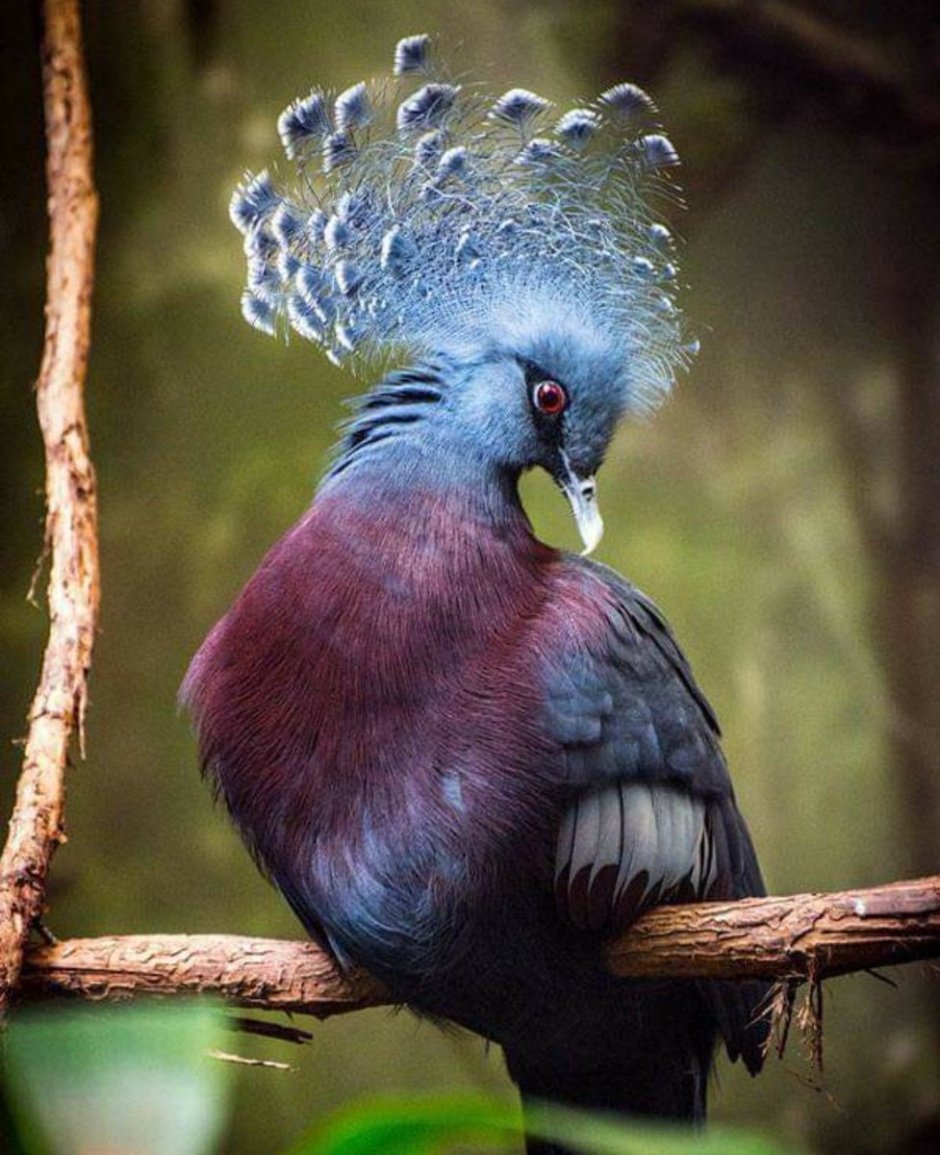 Самые красивые птицы и их названия