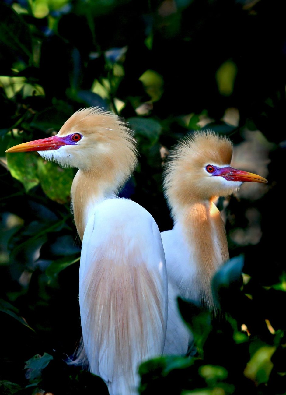 Тукан Taganskaya