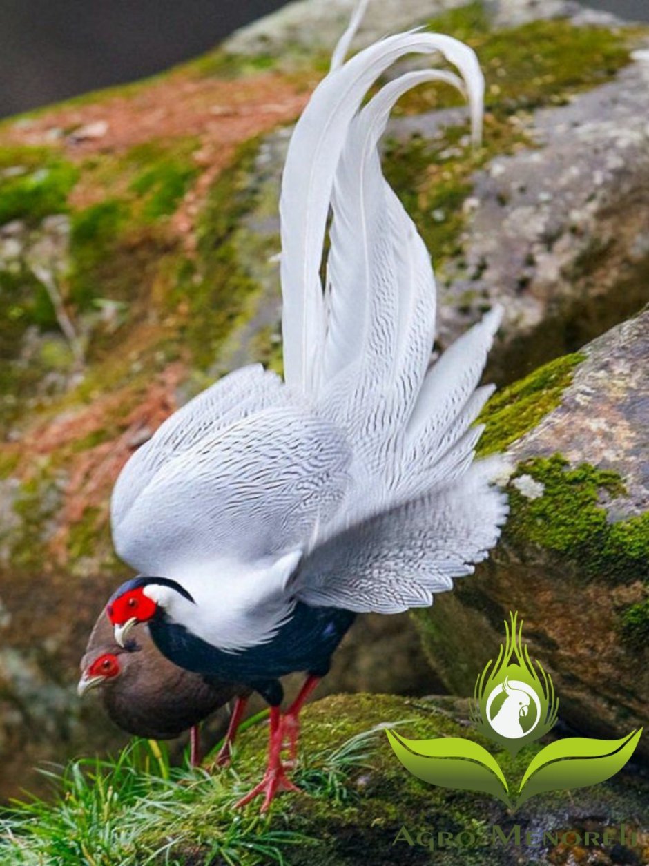 Комнатная цветная птица